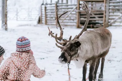 Private Reindeer Farm Tour in Levi: Feed & Learn Sámi Traditions