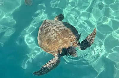 Schildkrötenbegegnung, geheime Höhle & Karibikstrand bei Willemstad