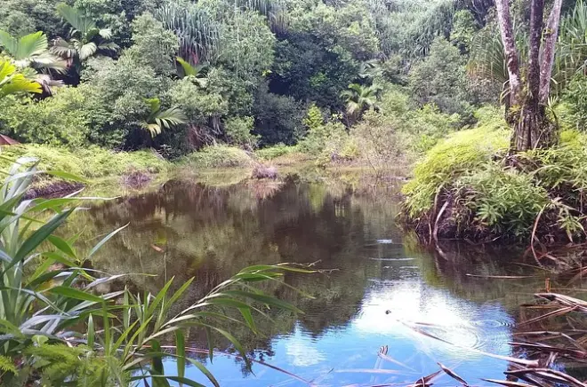 Sentier Mare Aux Cochons aux Seychelles : Flore et faune endémiques