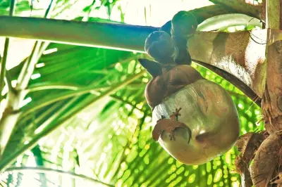 Vallée de Mai à Praslin : Coco de mer et oiseaux endémiques