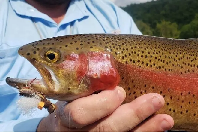Lake Taneycomo Fliegenfischen: Ganztägige Driftboot-Tour mit Guide