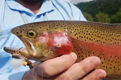Pêche à la mouche sur le lac Taneycomo : Journée complète en drift boat avec guide