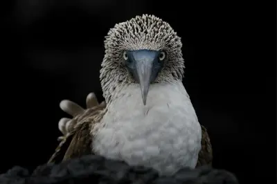5-tägige Galapagos-Tour: Santa Cruz, Isabela & eine Insel