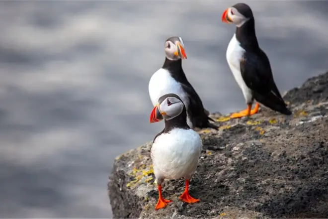 Vestmannaeyjar Puffins & Volcanoes Small Group Tour