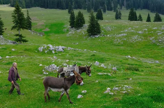 Wanderung Piatra Craiului: Kalksteinrücken & Blick in die Schlucht