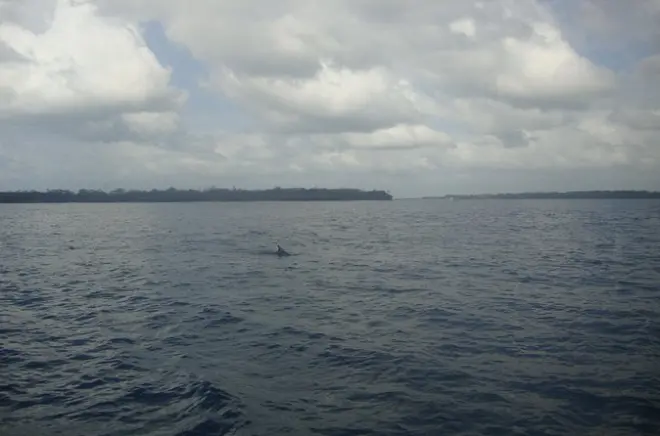 Snorkel em Shimoni: Golfinhos, recifes e almoço swahili