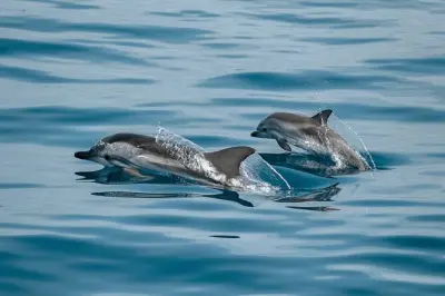 Dolphin boat tour from Sotogrande: Rock of Gibraltar views