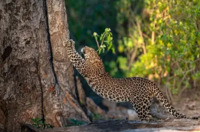 Jhilmil Jheel Safari ab Rishikesh: Offene Jeep-Wildbeobachtung