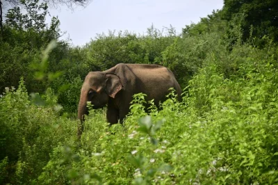 Wake up to wild elephants, colorful birds, and stories from a seasoned local guide on a udawalawe safari. includes jeep, bottled water, and expert driver-guide.