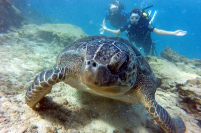 Feel the first rush of scuba diving in bali, with gentle guidance, private transport, and all equipment included. swim among turtles and underwater statues—no experience needed.