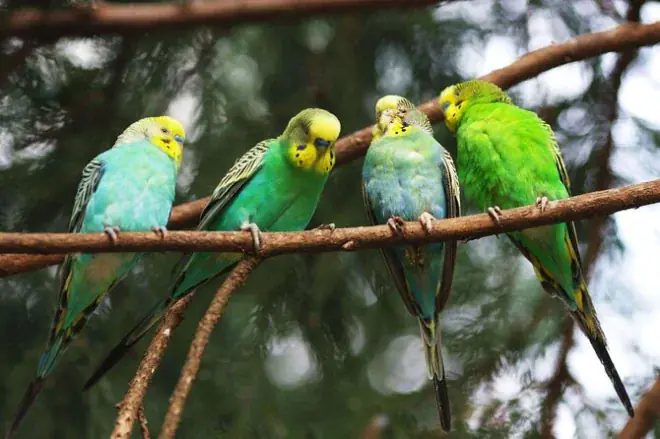 Tambopata: Tour nella giungla, lago Sandoval e macaw al clay lick
