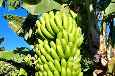 Scopri el rincón a tenerife con una passeggiata guidata nella fattoria di banane bio, assaggia banane fresche e liquore locale, incontra il proprietario e goditi viste mozzafiato sulla costa. snack i