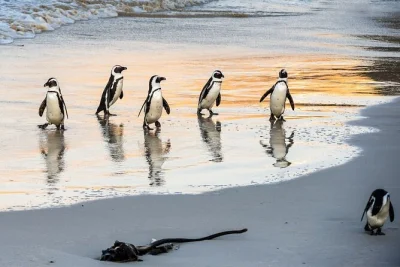 Watch african penguins at boulders beach, cruise scenic chapman's peak drive, and stop for local coffee on this cape town day trip with pickup included.
