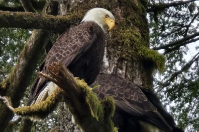 Erlebe schwarzbären bei herring cove, spüre den sprühnebel der rainbow falls und entdecke gezeitenpools in ketchikan – alles mit einer einheimischen begleiterin und snacks inklusive.