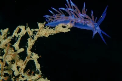 Siente la emoción del primer buceo en agia anna, naxos. todo el equipo incluido, charla de seguridad y un instructor local paciente—solo trae tu bañador y ganas de explorar.