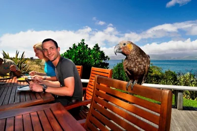 Erlebe kapiti island bei einer geführten naturwanderung, entdecke heimische vögel und genieße ein mittagessen im lodge. inkl. fähre ab paraparaumu beach.
