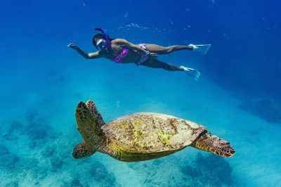 Nuota con le tartarughe marine a turtle canyon a waikiki, naviga su un catamarano e gusta tè verde o cioccolata calda con guide locali. attrezzatura snorkeling e bevande incluse.