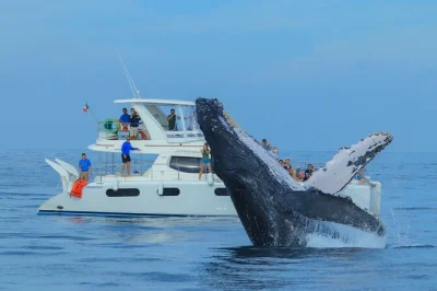 Feel the thrill of whale watching in cabo san lucas on a luxury catamaran, with live whale songs via hydrophone, snacks, drinks, and hotel pickup included.