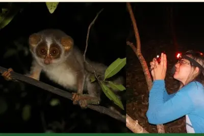 Night hike Sigiriya: Track the Grey Slender Loris