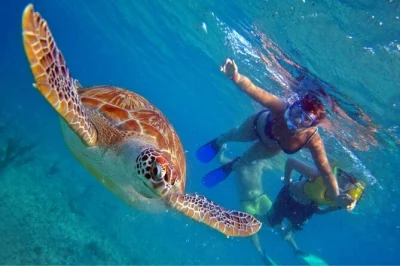 Oahu north shore, tartarughe marine, tour circolare dell’isola con guida locale, degustazione di macadamia e snorkeling incluso con pickup in hotel.