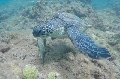 Snorkeling in Santa Maria: Turtles, reefs and a sunken statue