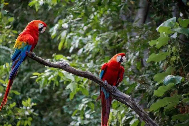 Tambopata Reserve Tour: Ziplining, Kayaking & Wildlife
