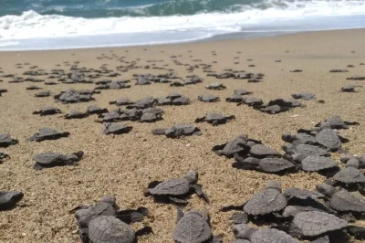 Erlebe die erste flucht der baby-schildkröten ins meer am ruhigen juluchuca-strand bei ixtapa & zihuatanejo. mit hoteltransfer, lokalem guide und kokosmakronen-verkostung.