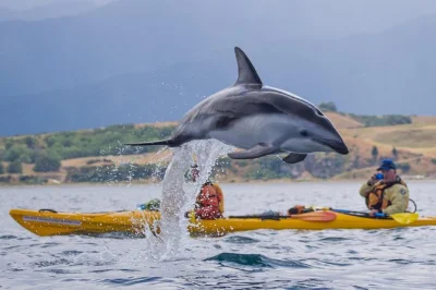 Kaikoura, robben und delfine hautnah erleben: sea-kajak-tour mit erfahrenen guides, ausrüstung inklusive und offizieller genehmigung für meeressäuger.