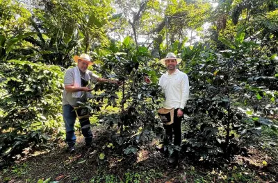 Depuis Salento, découvrez et goûtez le café colombien authentique