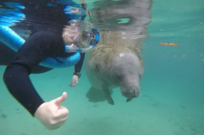 Nada con manatíes en crystal river en un tour en grupo pequeño, guiado por un capitán local que toma fotos mientras haces snorkel. incluye traje de neopreno, equipo y bebidas calientes.