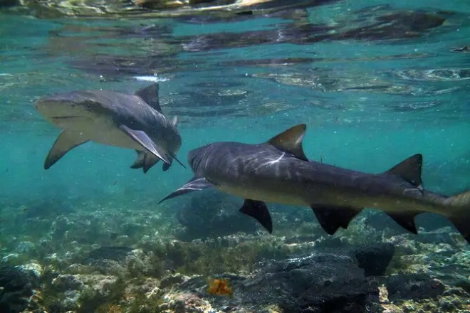 Expérience requins citron à Sal : Immersion avec un biologiste marin