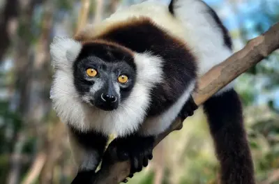 Andasibe-Mantadia nacional parque 3 dias desde Antananarivo