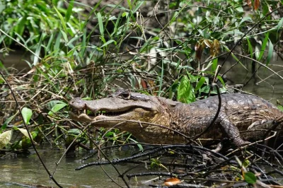 Glide through tortuguero’s lush canals by canoe, spot monkeys & toucans, and hear your guide’s stories. includes safety equipment. book a real local adventure.
