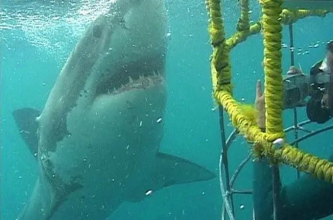 Great White Shark Käfigtauchen in Western Cape: Haie hautnah erleben