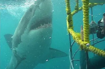 Great White Shark Käfigtauchen in Western Cape: Haie hautnah erleben