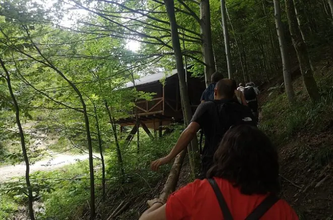 Ours bruns en Transylvanie : Observation de la faune depuis Brașov