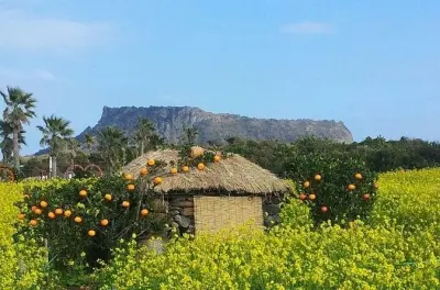 Seongsan Ilchulbong & Manjanggul-Höhle: Private UNESCO-Tour auf Jeju