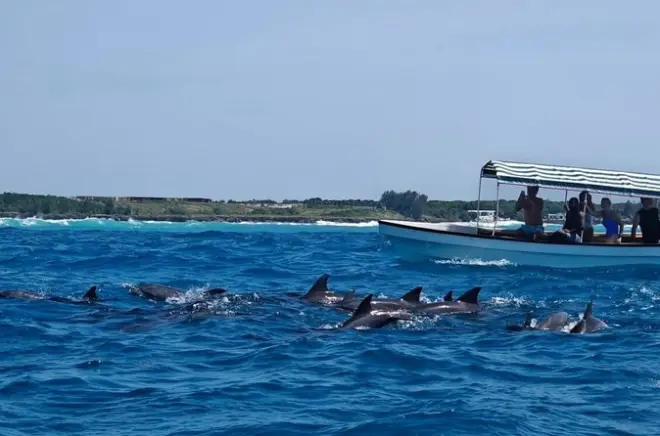 Schnorcheln auf Mnemba Island: Delfine & Korallenriffe