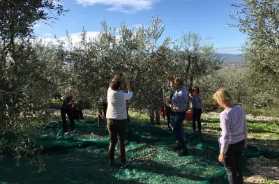 Oliveiras e moinho de azeite em Trevi com degustação