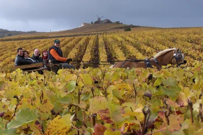Champagne-region, reims kathedrale und weinberg-touren: starte deinen tagesausflug ab paris mit hotelabholung, frühstück, verkostungen und mittagessen inklusive.