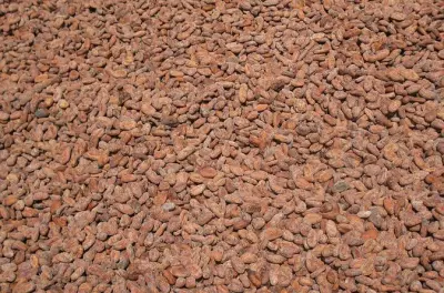 De Accra, descubra a história do chocolate na Trilha do Cacau
