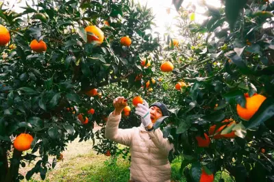 Jeju Herbsttour: Rosa Muhlygras, Mt. Halla & Mandarinenpflücken