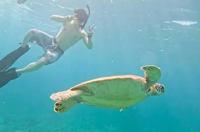 Snorkel en la isla Ishigaki: Corales, tortugas marinas y mantarrayas