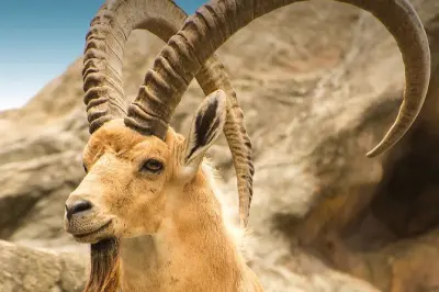 Safari a Hegra AlUla: Fauna selvatica e formazioni rocciose