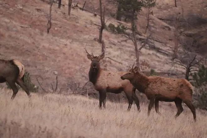 Black Hills avec un biologiste animalier : Privé, 7 à 8 heures