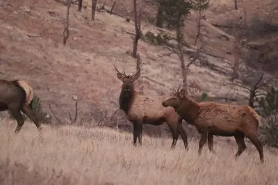 Black Hills avec un biologiste animalier : Privé, 7 à 8 heures
