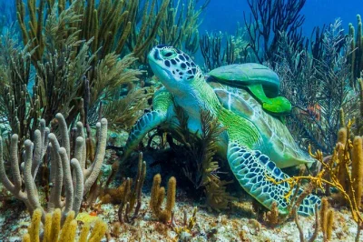 Parti da puerto morelos per un’escursione in catamarano con snorkeling guidato sul reef, pranzo leggero, open bar e guida marina certificata inclusi.