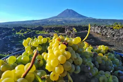 Wein- und Foodtour auf Pico: UNESCO-Weinberge & lokale Verkostungen