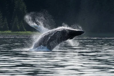 Découvrez la croisière d’observation des baleines en petit groupe au départ de hoonah, près d’icy strait point. admirez les baleines à bosse, phoques et plus encore avec un guide local et une