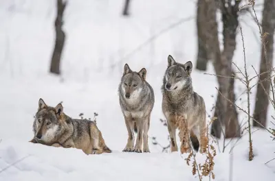 Yellowstone Winter Wildlife Tour: Snowshoe & Lamar Valley